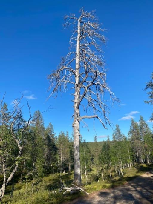 Seitapolku 12 Villa Saariselkä Eksteriør billede